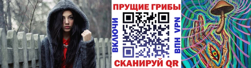 цена   Валдай  Псилоцибиновые грибы Psilocybe 